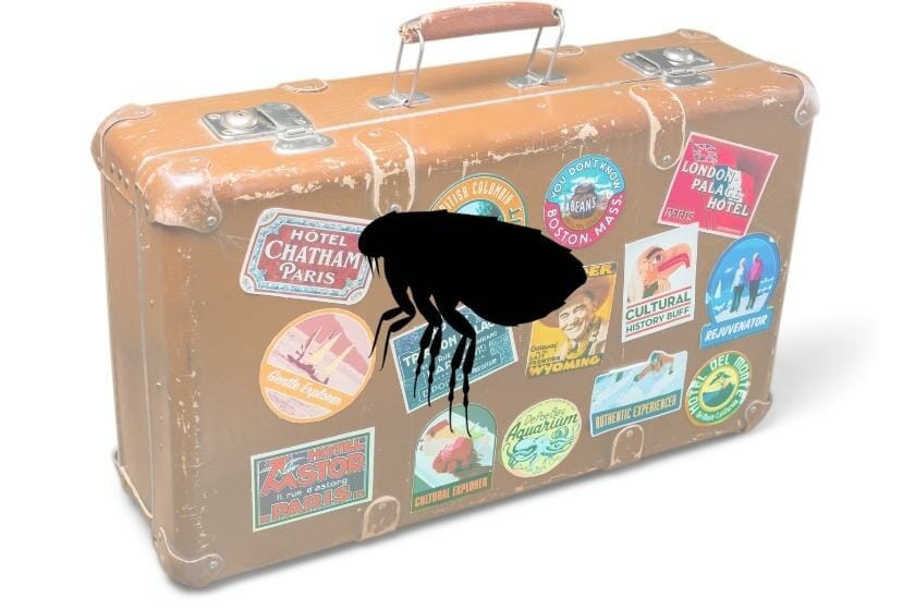 How Can Fleas Travel In Luggage? Find Out Here!