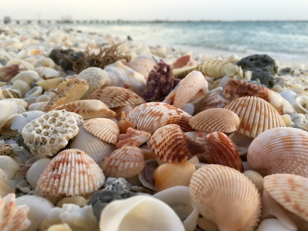 can you bring seashells on a plane 2