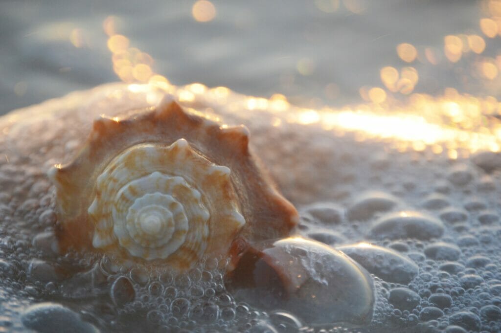 can you bring seashells on a plane 3